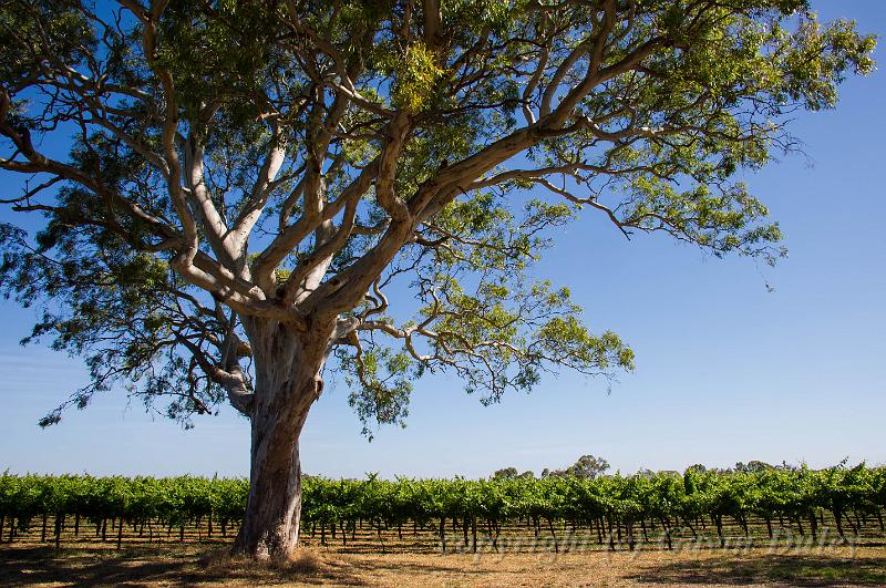 Yalumba vineyard,  Penola IMGP4613.jpg